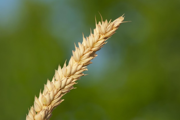 closeup of an ear of wheat on the green background