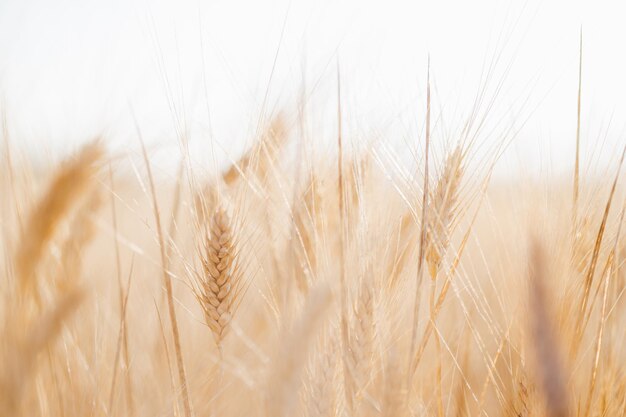 Photo closeup of an ear of wheat