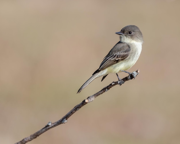 Closeup of an Eastern Phoebe standing on a branch looking behind in a blurry background