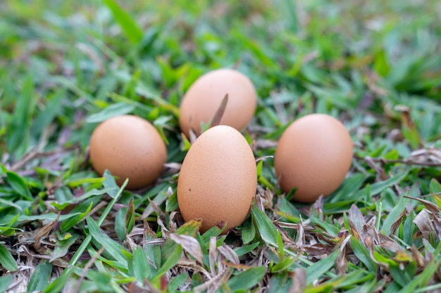 Closeup egg on grass 