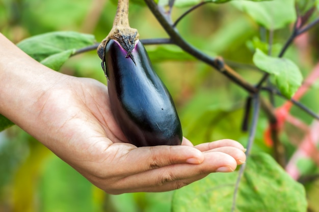 Closeup  eggplant on hand in organic farm. Concept of agriculture.