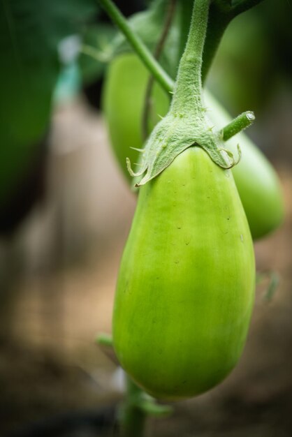 Closeup eggplant plant