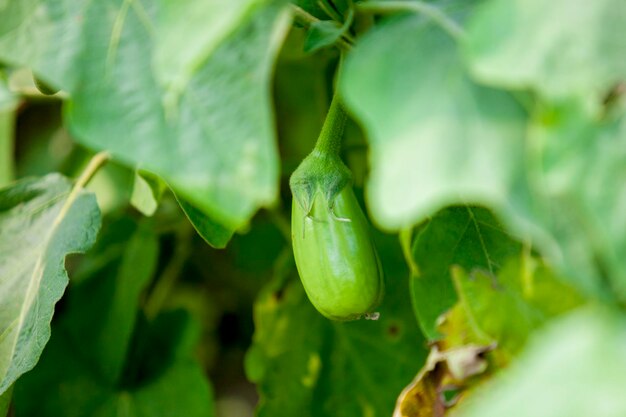 Closeup eggplants in thakurgong bnagladesh