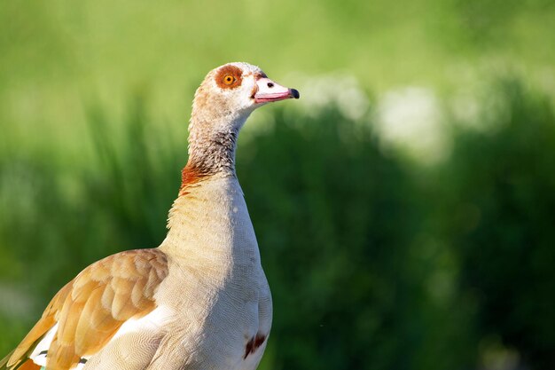 closeup of a Egyptian goose