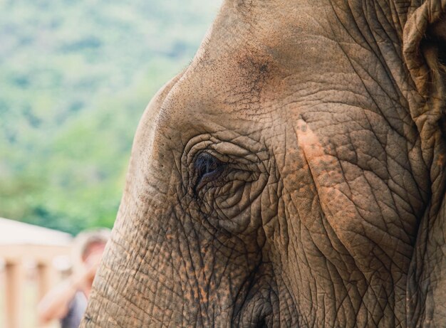 Photo closeup of elephant eye