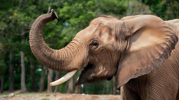 Closeup of elephant with raised trunk