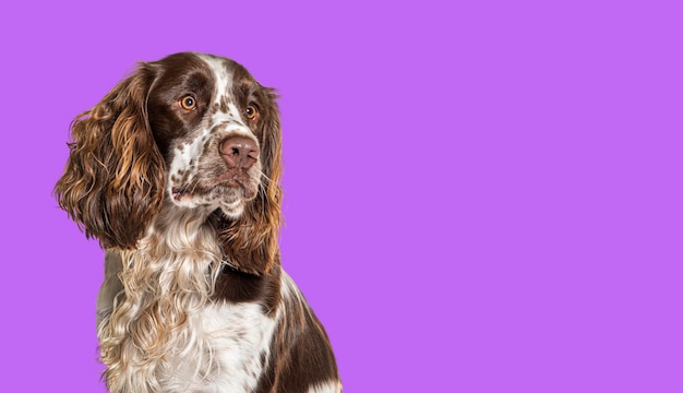 Closeup of english springer spaniel looking away on purple banner