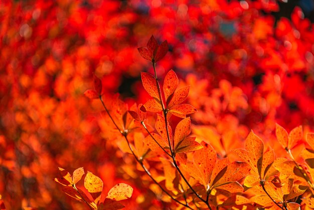 Photo closeup enkianthus dodantsutsuji fall foliage in sunny day beautiful autumn landscape background