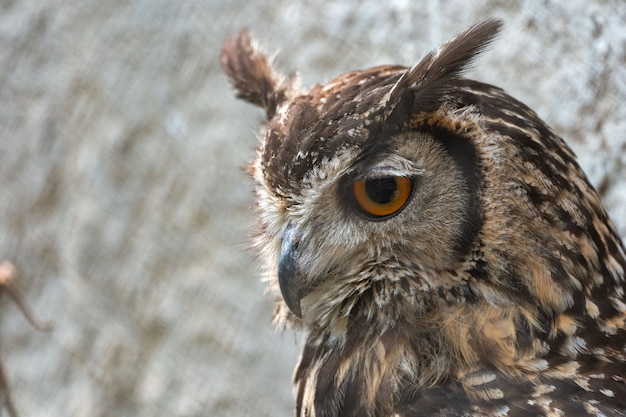 Closeup of a Eurasian Eagle Owl in the blurred background
