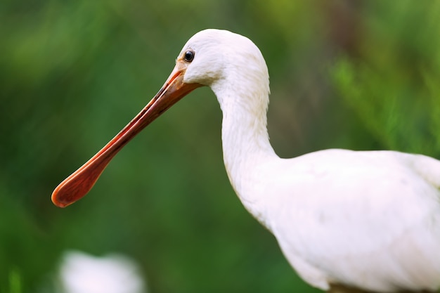 Closeup of Eurasian Spoonbill  