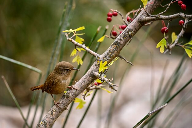 Closeup of a eurasian wren bird troglodytes troglodytes bird\
singing in a forest during springtime