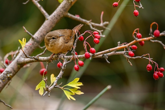 Closeup of a eurasian wren bird troglodytes troglodytes bird\
singing in a forest during springtime