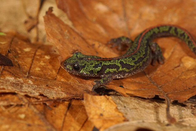 Closeup on the European green near threatened Portuguese Pygmy marbled newt Lissotriton pygmaeus