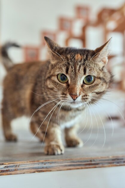 ヨーロッパ・ショートヘア・キャット 9ヶ月