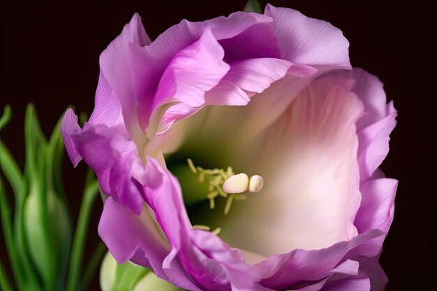 Foto primo piano della fioritura di eustoma con stami e pistilli in piena vista