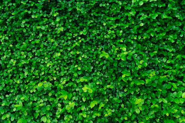 Closeup evergreen hedge plants. Small green leaves in hedge wall texture background. Eco evergreen hedge wall. Ornamental plant in backyard garden. Many leaves reduce dust in air. Natural backdrop.