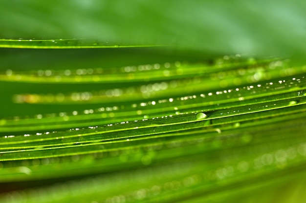 Foglie di palma sempreverdi del primo piano con le goccioline di pianta tropicale di profondità di campo bassa dell'acqua