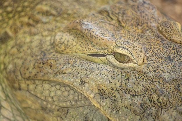 Closeup eye of crocodile a large aquatic predatory reptiles\
like alligator. abstract animal portrait