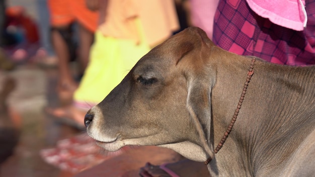 Closeup face of beautiful calf hd