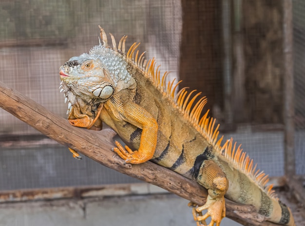 Closeup face of brown iguana