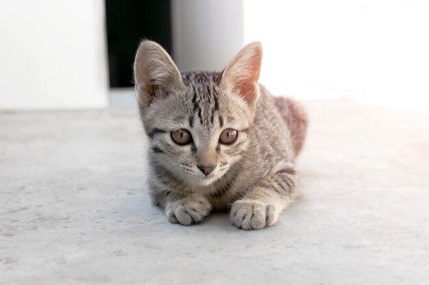 Клоуз-ап лица кошки, маленького милого котенка, сидящего на открытом воздухе, кошачий коричневый рисунок с мягким пастельным стилем