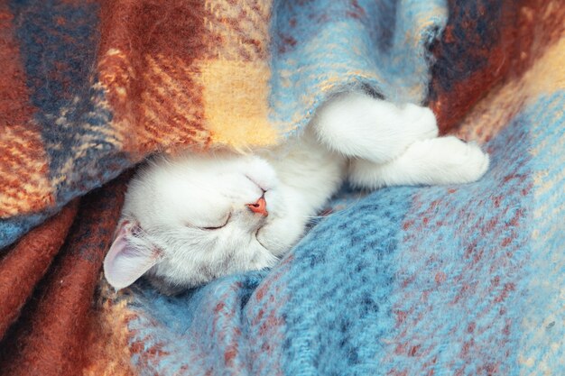 Closeup of  face cute British chinchilla cat The kitten sleeps wrapped in a warm colored blanket Winter cold