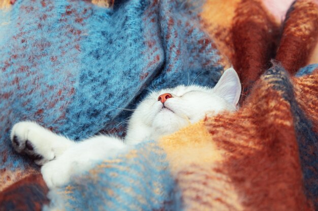 Closeup of  face cute British chinchilla cat The kitten sleeps wrapped in a warm colored blanket Winter cold