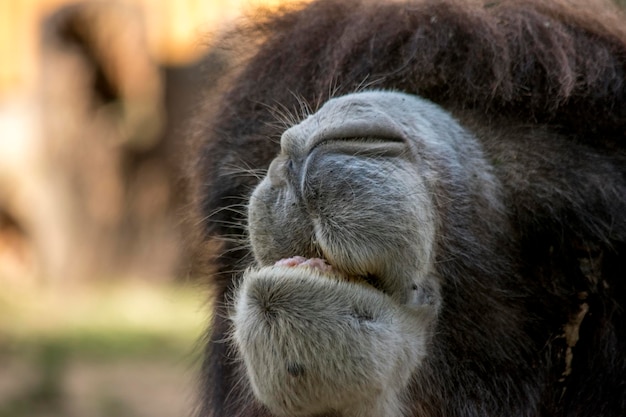 closeup of the face of a dromedary