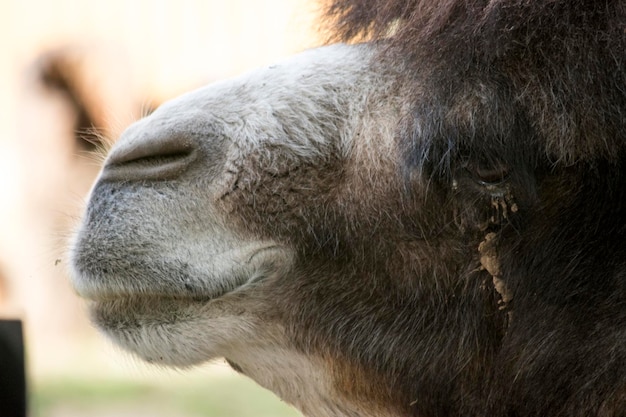 closeup of the face of a dromedary