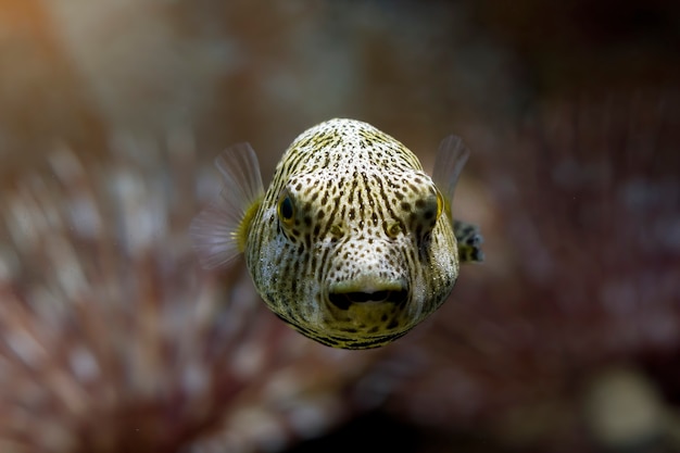 Closeup face Puffer fish front view cute face of Puffer fish