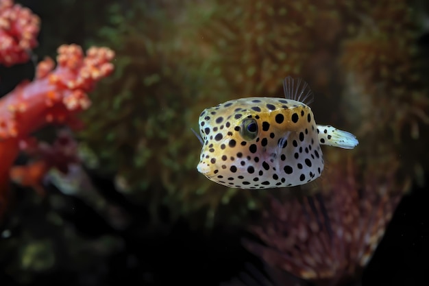 Closeup face Puffer fish front view cute face of Puffer fish