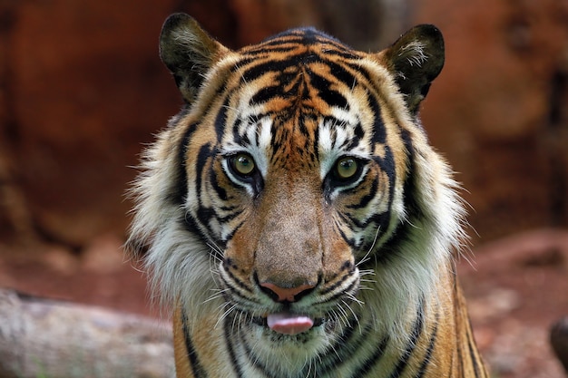 Foto fronte del primo piano della tigre di sumatra