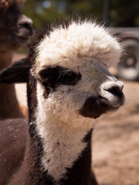 Closeup of the face of a white alpaca.