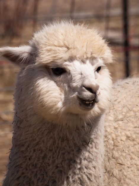 Closeup of the face of a white alpaca.