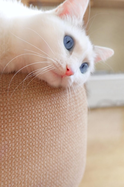 Photo closeup face white domestic cat lying on a beige sofa soft fluffy charming shorthair cat blue eyes