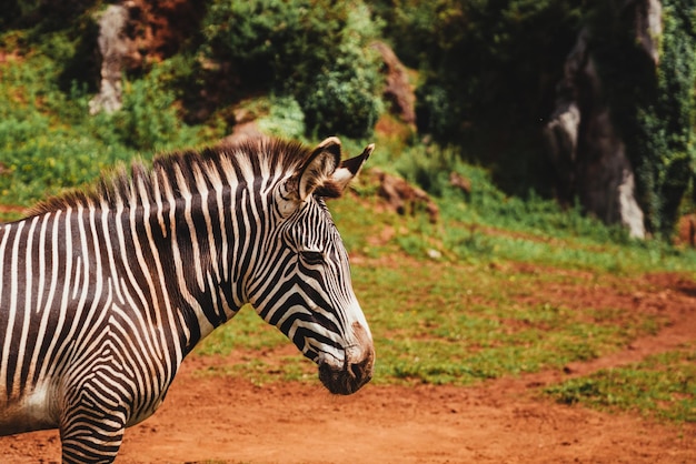 Closeup of the face of a zebra in the savannah on a sunny day copy space