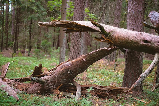 Foto close-up di un albero caduto e rotto in una foresta soleggiata in una giornata limpida