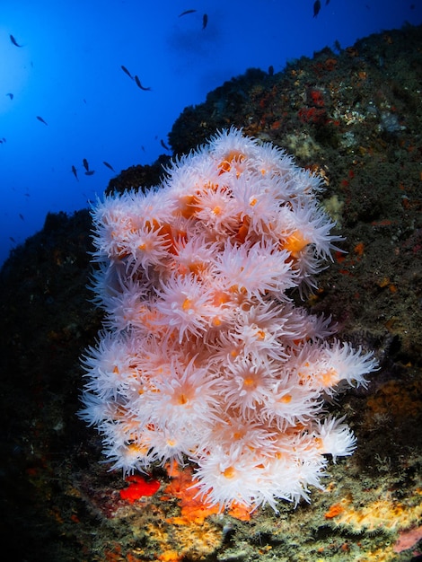 Крупный план колонии ложных оранжевых кораллов Dendrophyllia ramea в Средиземном море