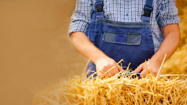 closeup farmer man hands holding dry haystack during working on eco farm