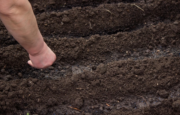 Closeup of a farmer's hand sowing cabbage