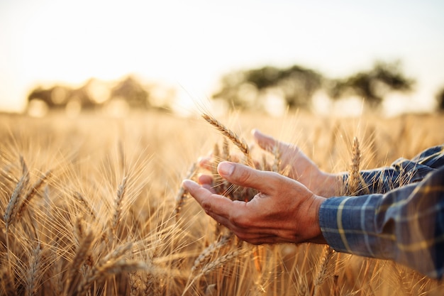 Primo piano delle mani del contadino che toccano le spighe di grano per controllare la qualità del nuovo raccolto.