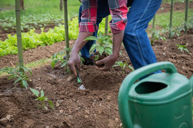 トマト植物を植えるために穴を掘っている農夫のクローズアップ