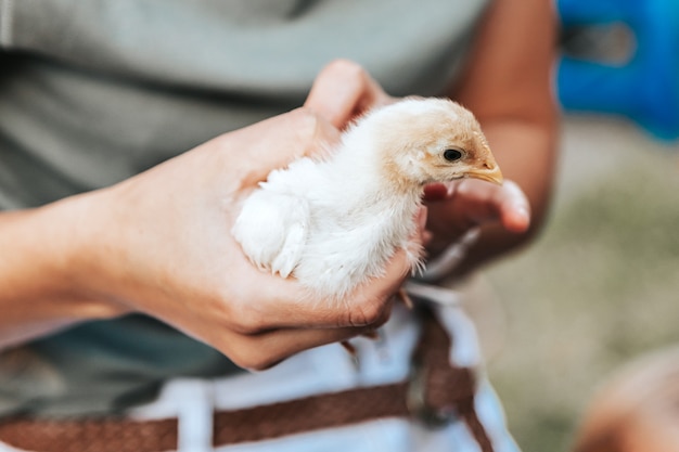 Closeup of a farmer woman holding small chicken