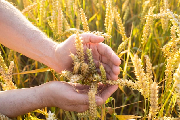 Le mani dell'agricoltore del primo piano tengono le spighe di segale di grano in un campo di segale di grano una mano dell'uomo tiene le spighe mature di cereali su uno sfondo sfocato di un campo di grano vista dall'alto concetto di raccolto