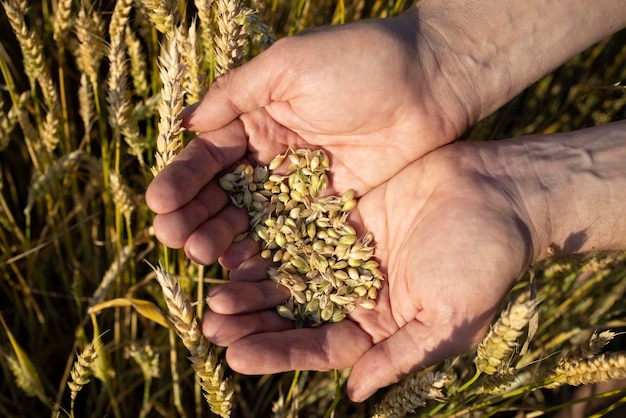 Le mani del contadino del primo piano tengono una manciata di chicchi di segale di grano in un campo di segale di grano una mano di un uomo tiene i chicchi di cereali maturi su uno sfondo sfocato di un campo di grano vista dall'alto concetto di raccolta