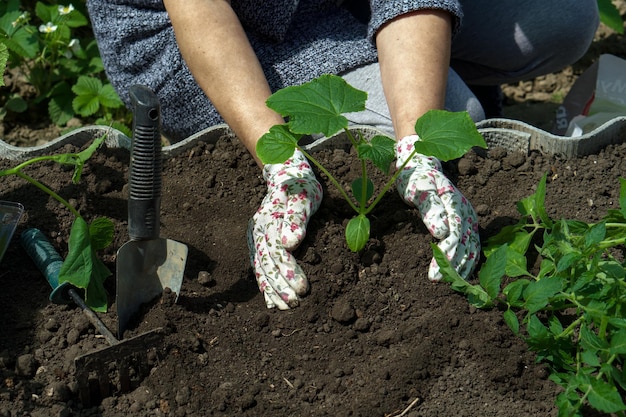 地面にキュウリの苗を植えている間農民の手のクローズアップ