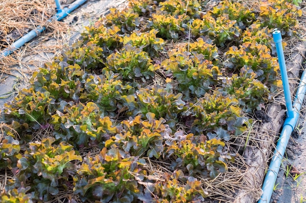 Primo piano che coltiva la quercia rossa organica nella piantagione