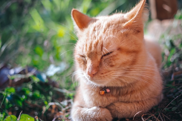 The closeup fat cute ginger tabby young cat looks at the camera sitting on the ground in the garden