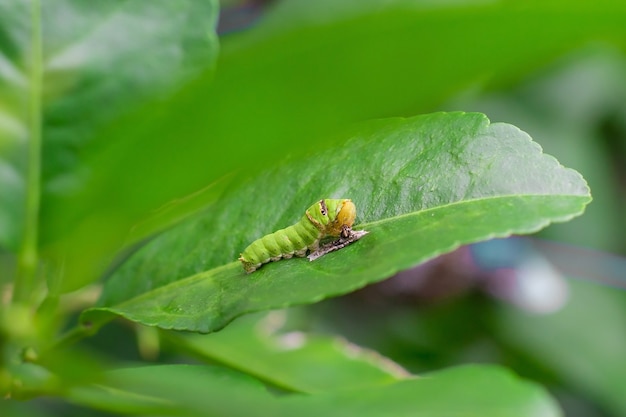 Il primo piano del grasso bruco verde si sta arrampicando sulla foglia di limone verde