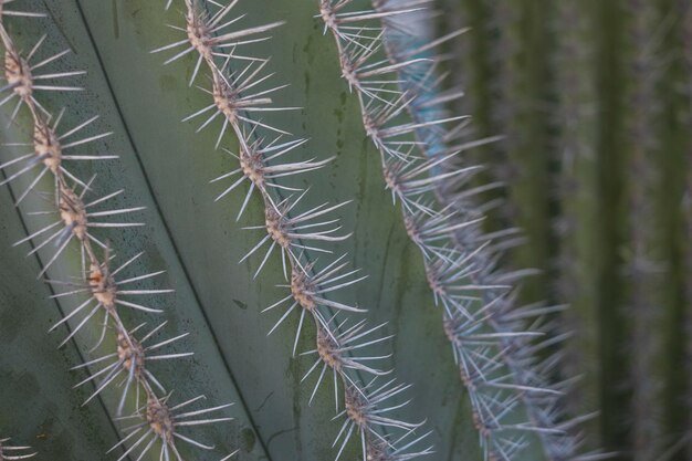 Foto primo piano dei dettagli del cactus tropicale della pianta grassa e dell'immagine della natura di concetto arida e bella di colore verde